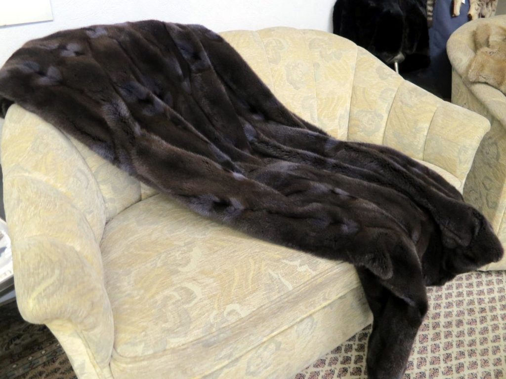 Pelzdecke Hamster blau gefärbt auf der Couch.